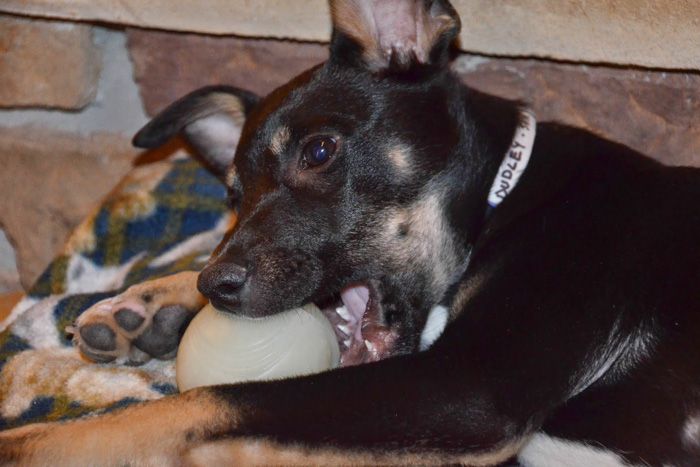 Dudley the Manchester Terrier