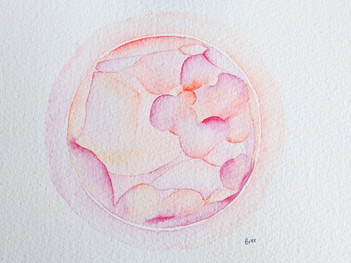 Watercolor Embryos