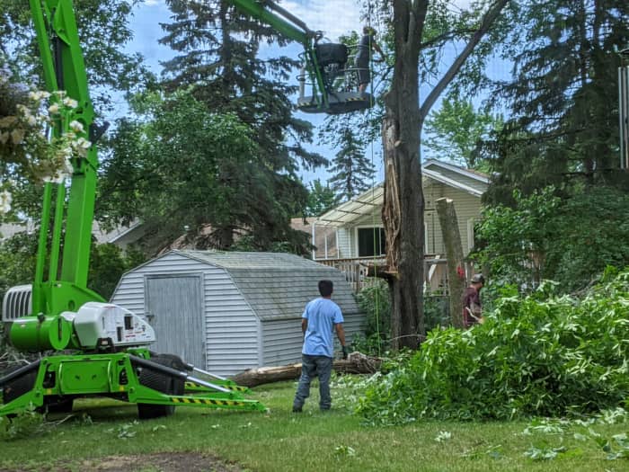 We had some trees taken down